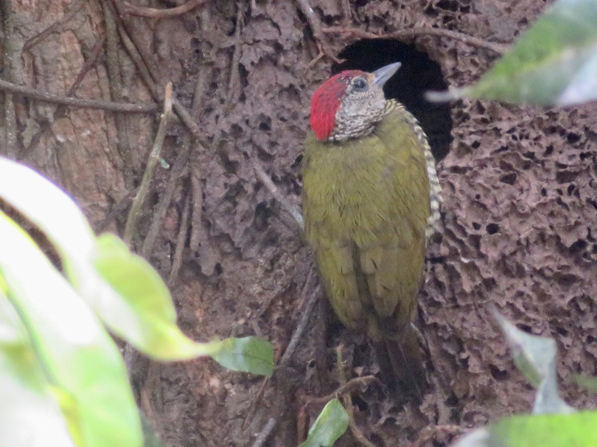 Green-backed Woodpecker - Alexis Lamek