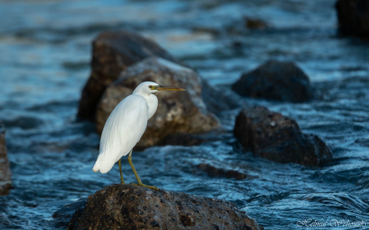 Pacific Reef-Heron - ML491843181