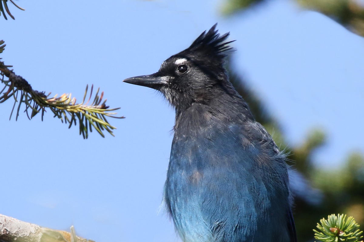 Steller's Jay - ML491843901