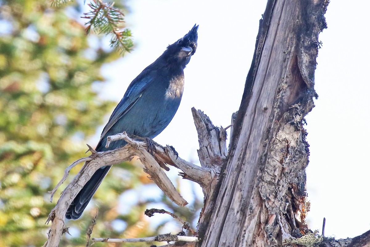 Steller's Jay - ML491843951