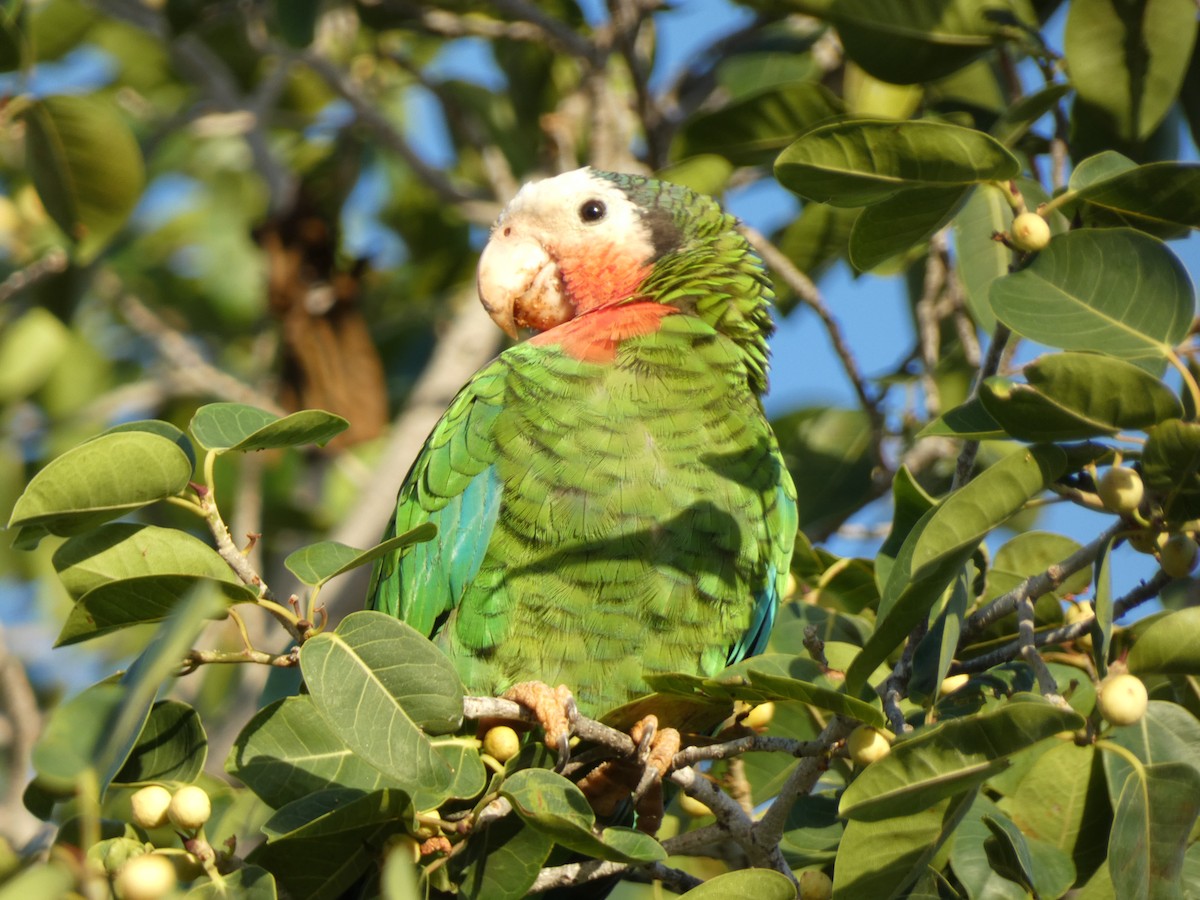 Cuban Parrot - ML491844151