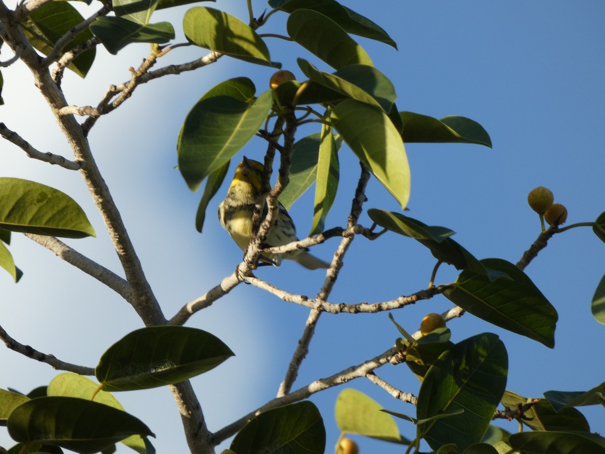 Cape May Warbler - ML491845261