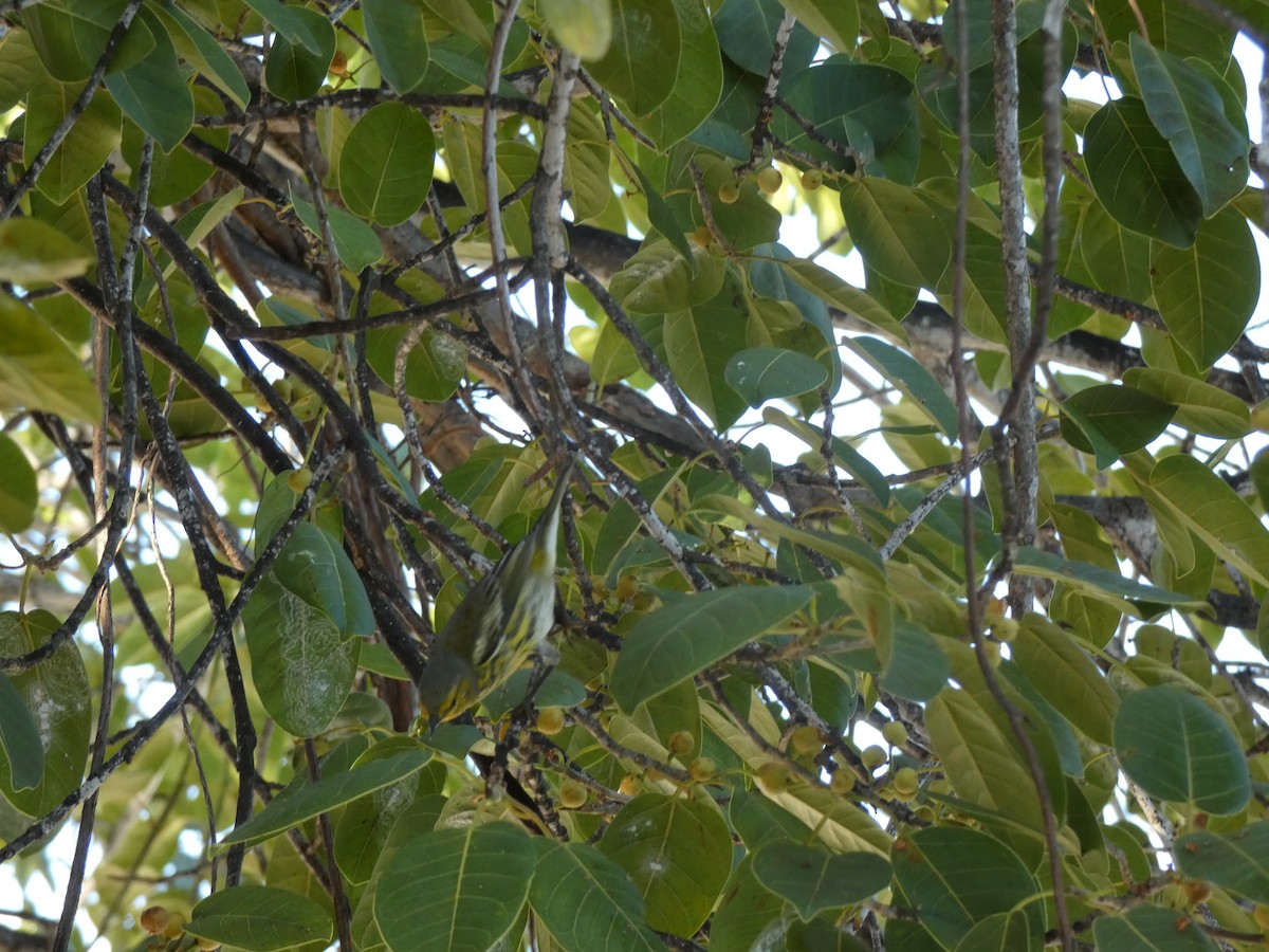 Cape May Warbler - ML491845391