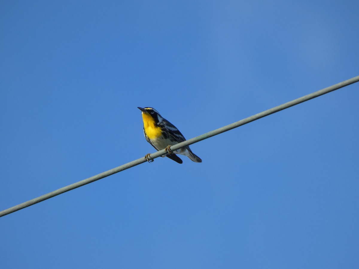 Yellow-throated Warbler - ML491845611