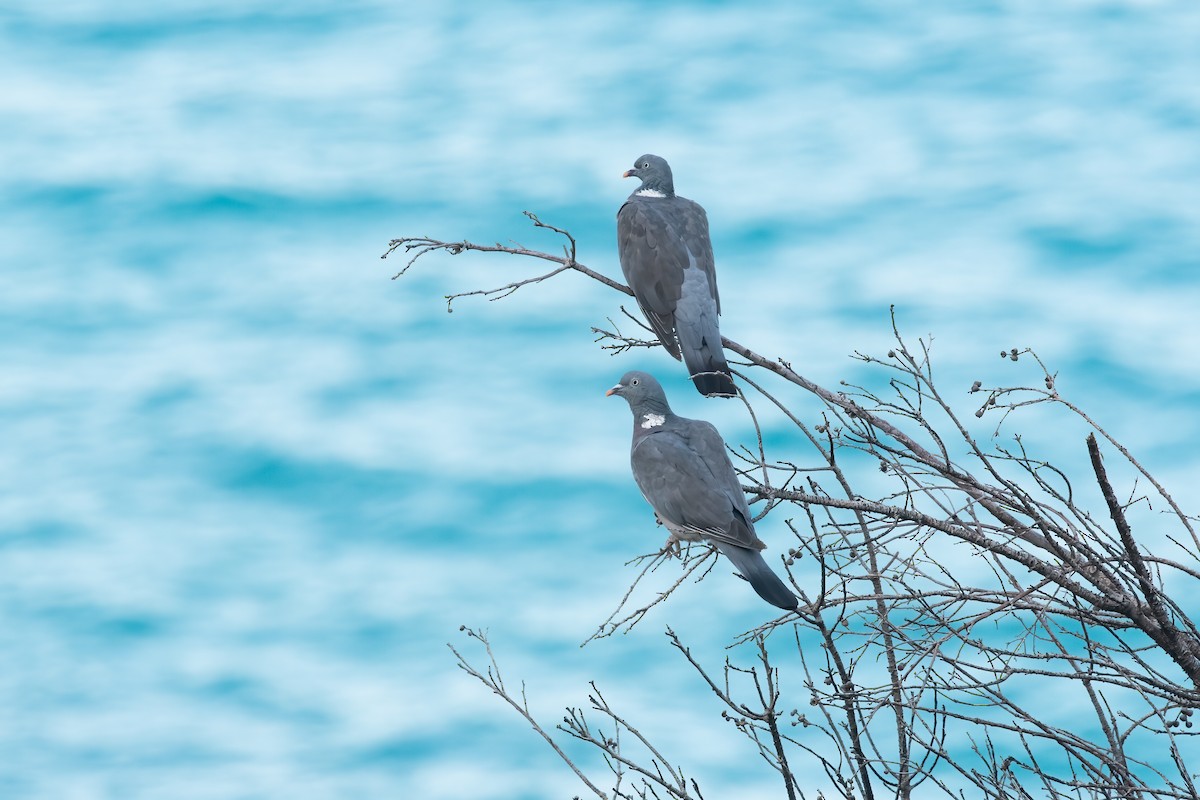 holub hřivnáč - ML491845691