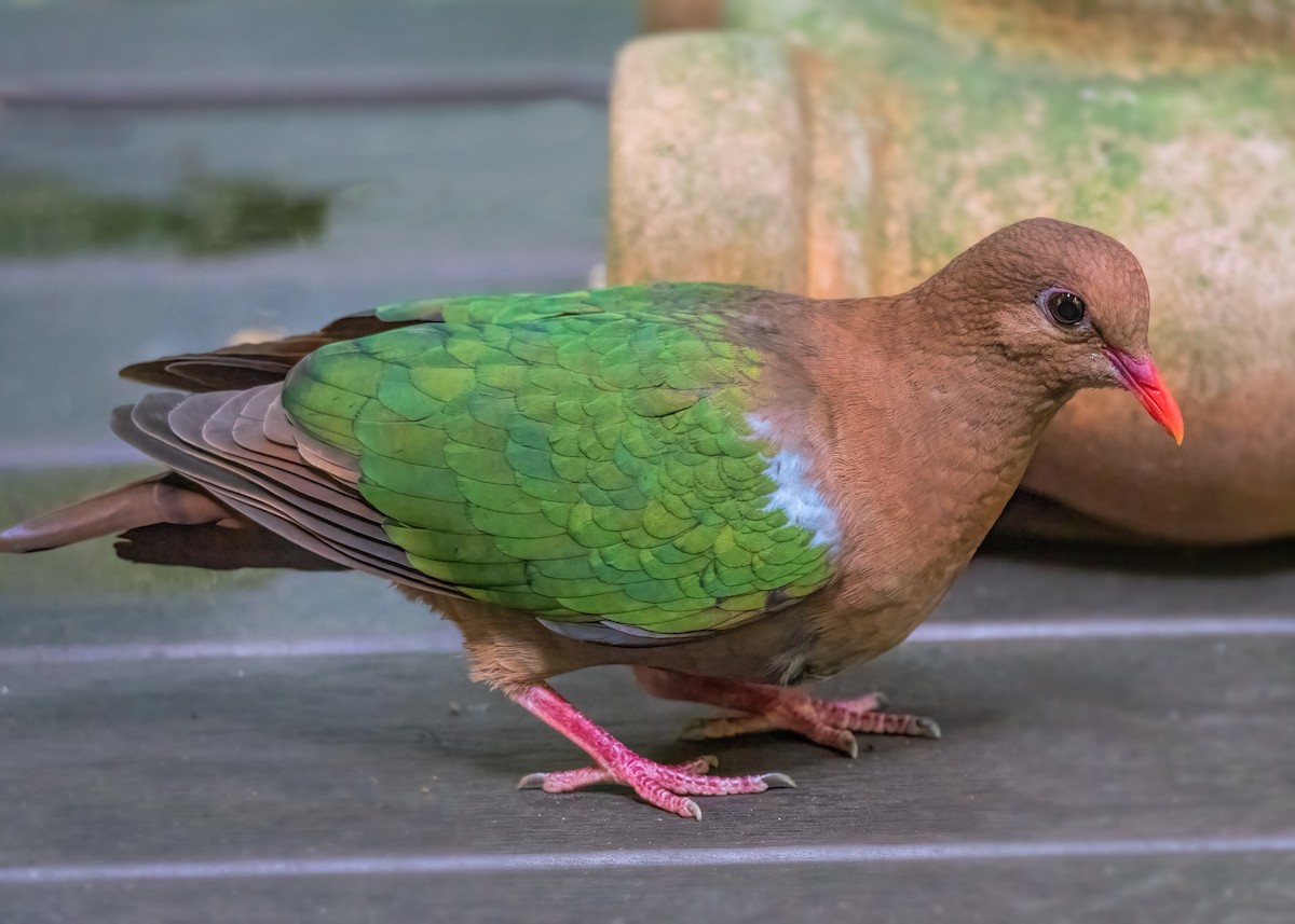 Pacific Emerald Dove - Julie Clark