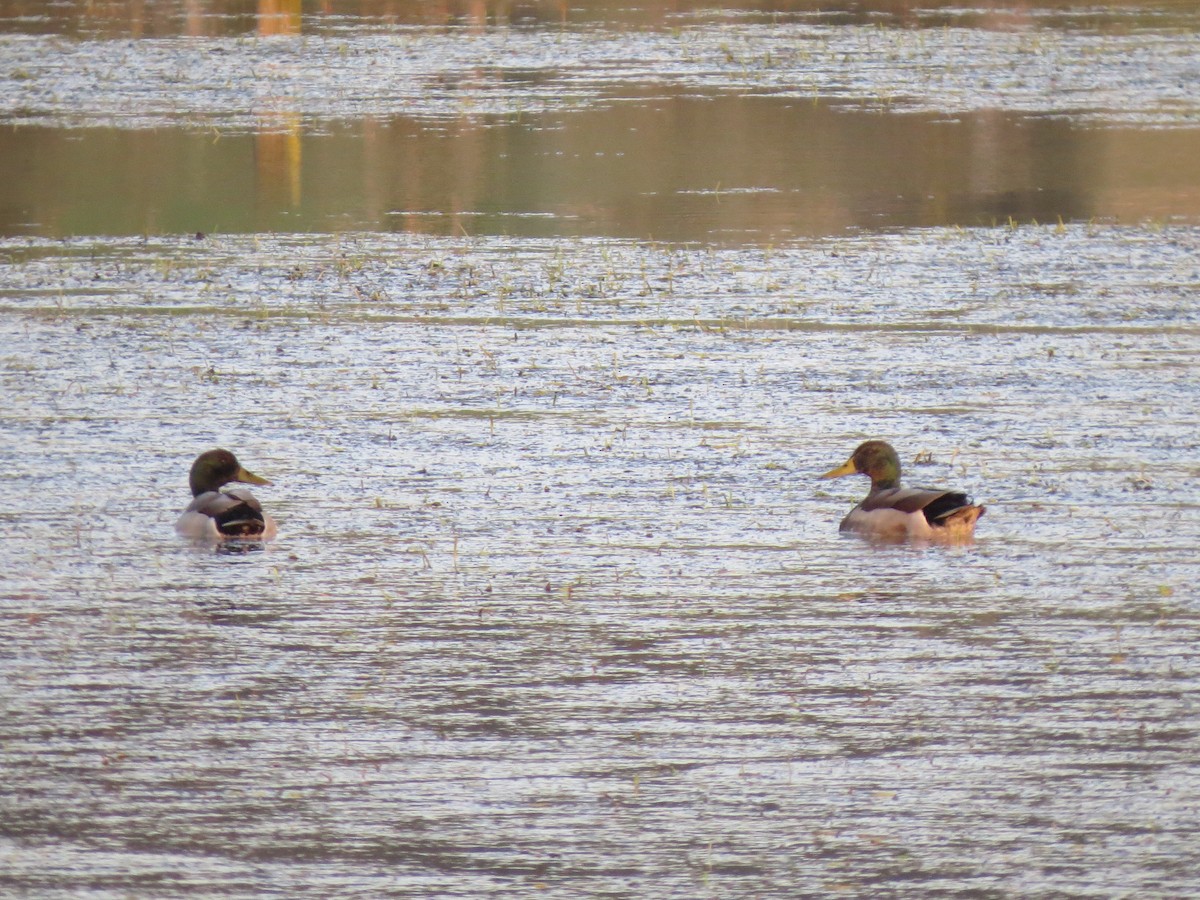 Canard colvert - ML491846861