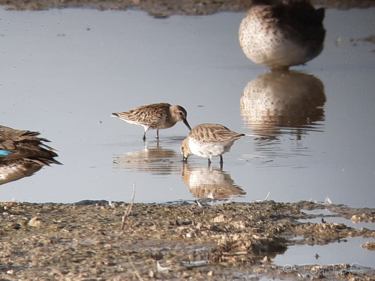 Dunlin - ML491847531