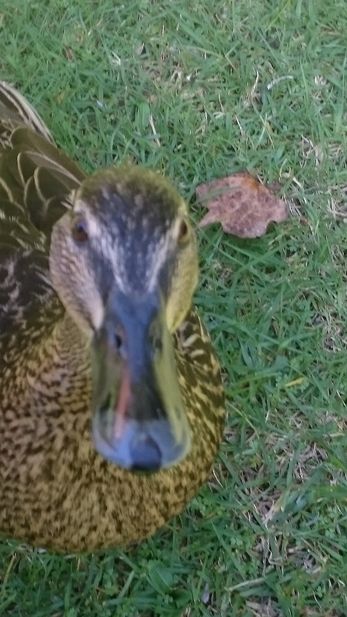 Mallard - ML491847721