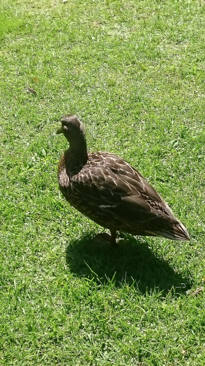 Mallard - ML491847731