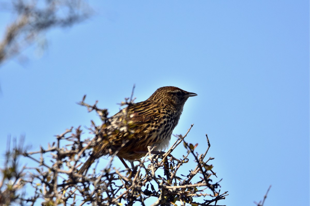 New Zealand Fernbird - martine darrou