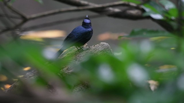 Shining Flycatcher - ML491849191