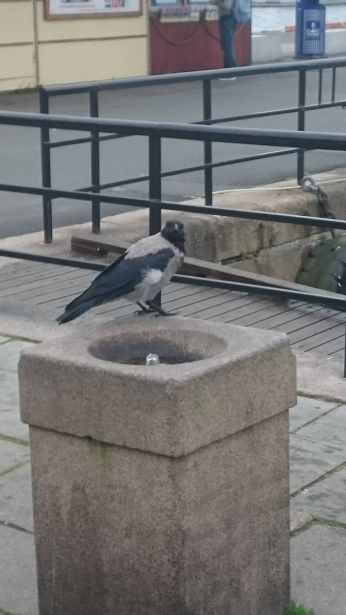 Hooded Crow - ML491849241