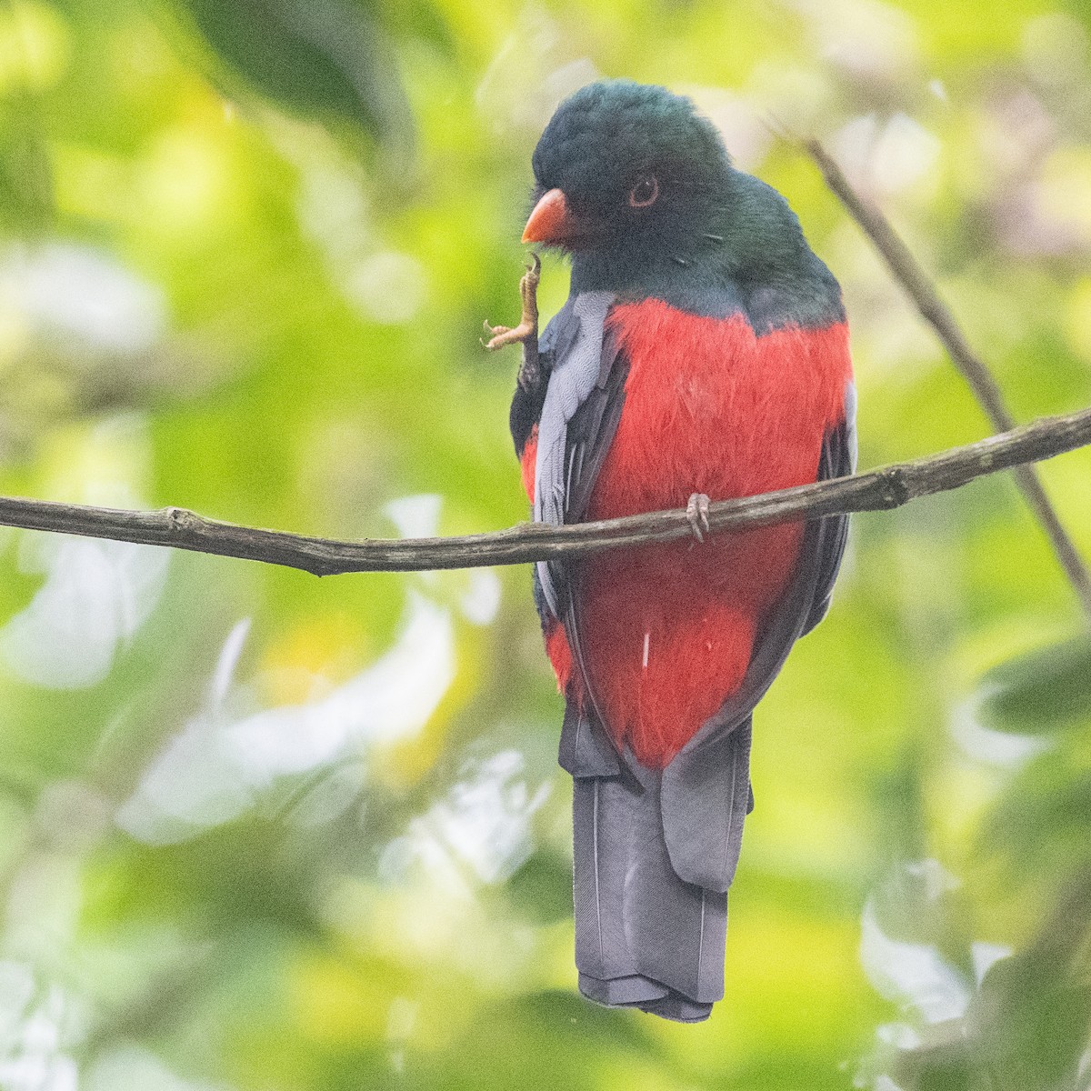 Slaty-tailed Trogon - ML491850801