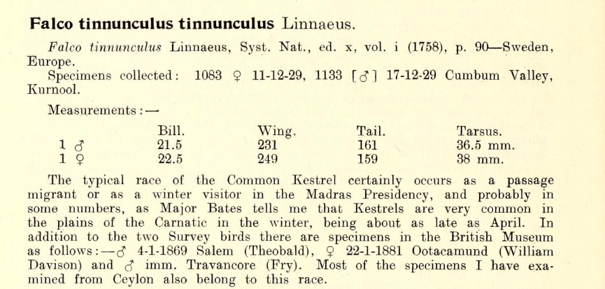 Eurasian Kestrel - ML491851331