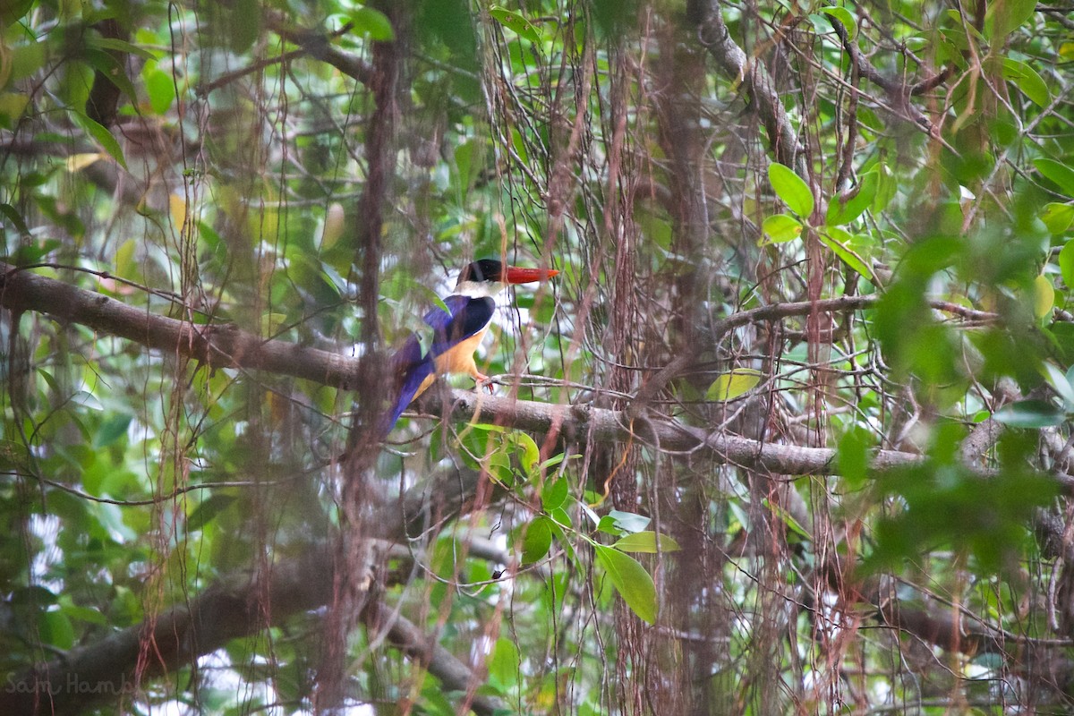 Black-capped Kingfisher - ML491851671