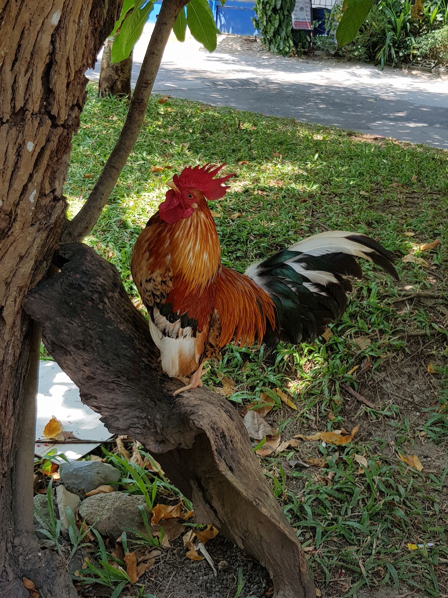 Red Junglefowl - ML491851871