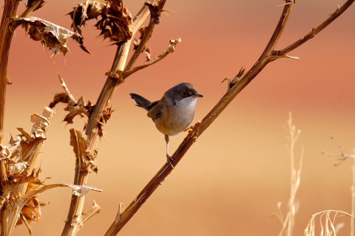 Sardinian Warbler - ML491852061