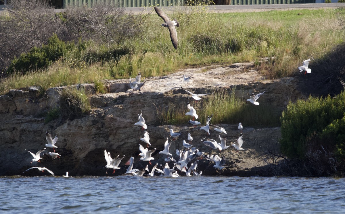 Silver Gull - ML491853621