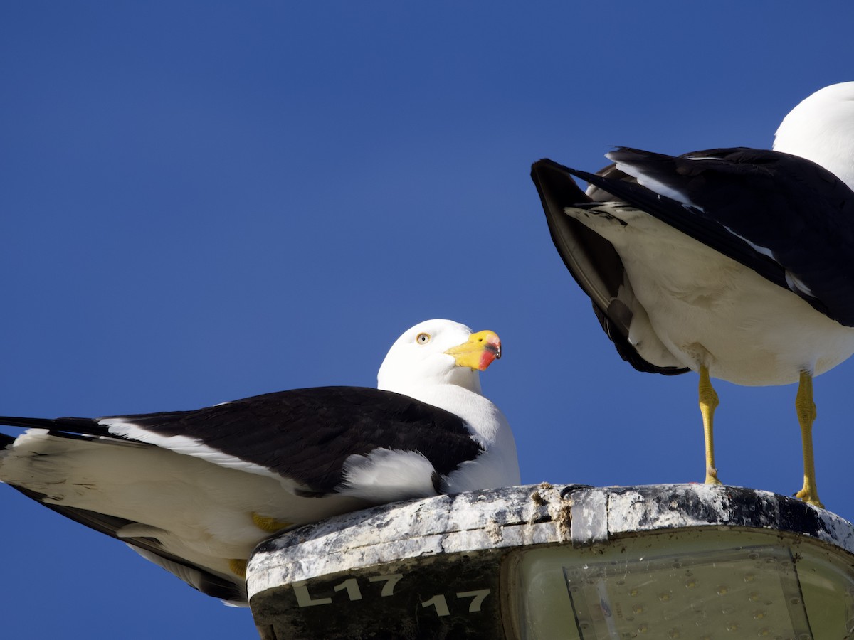 Pacific Gull - ML491853821