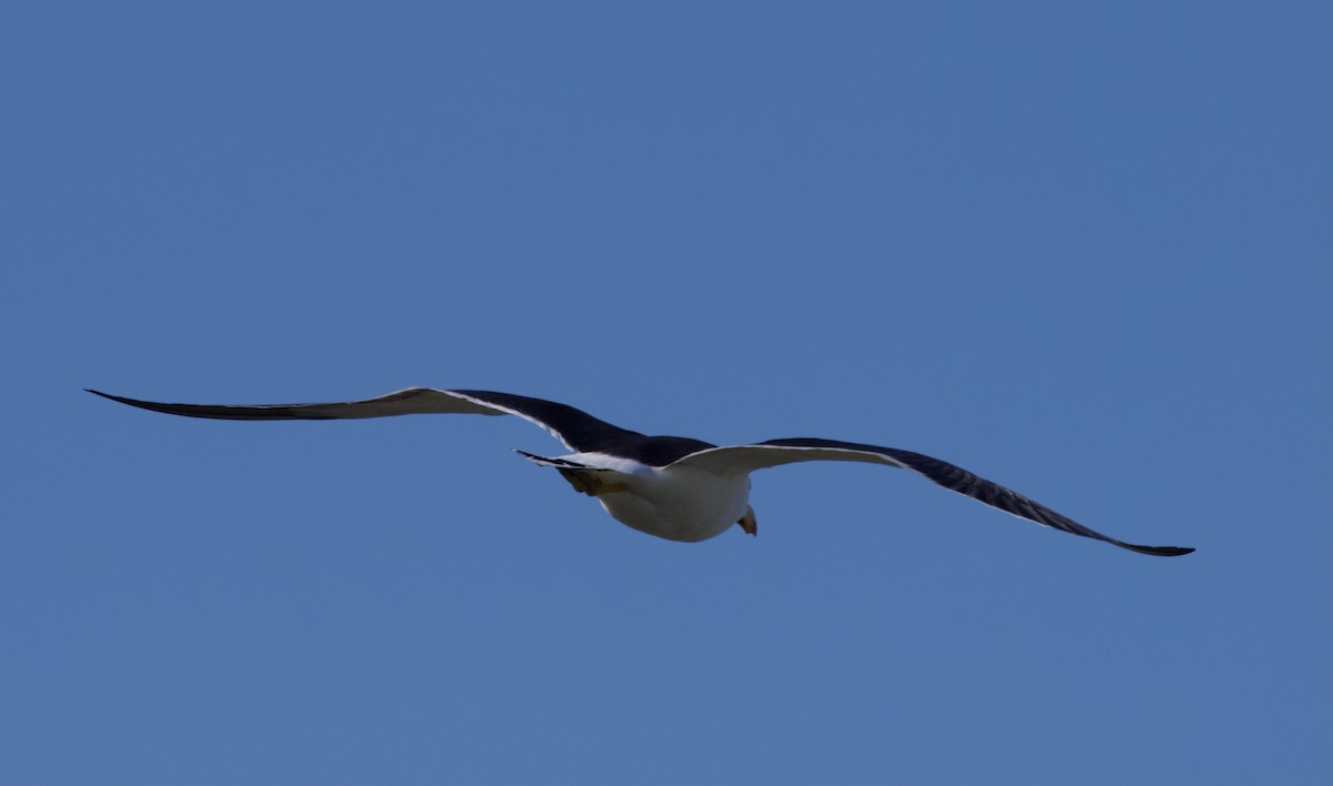 Pacific Gull - ML491853831