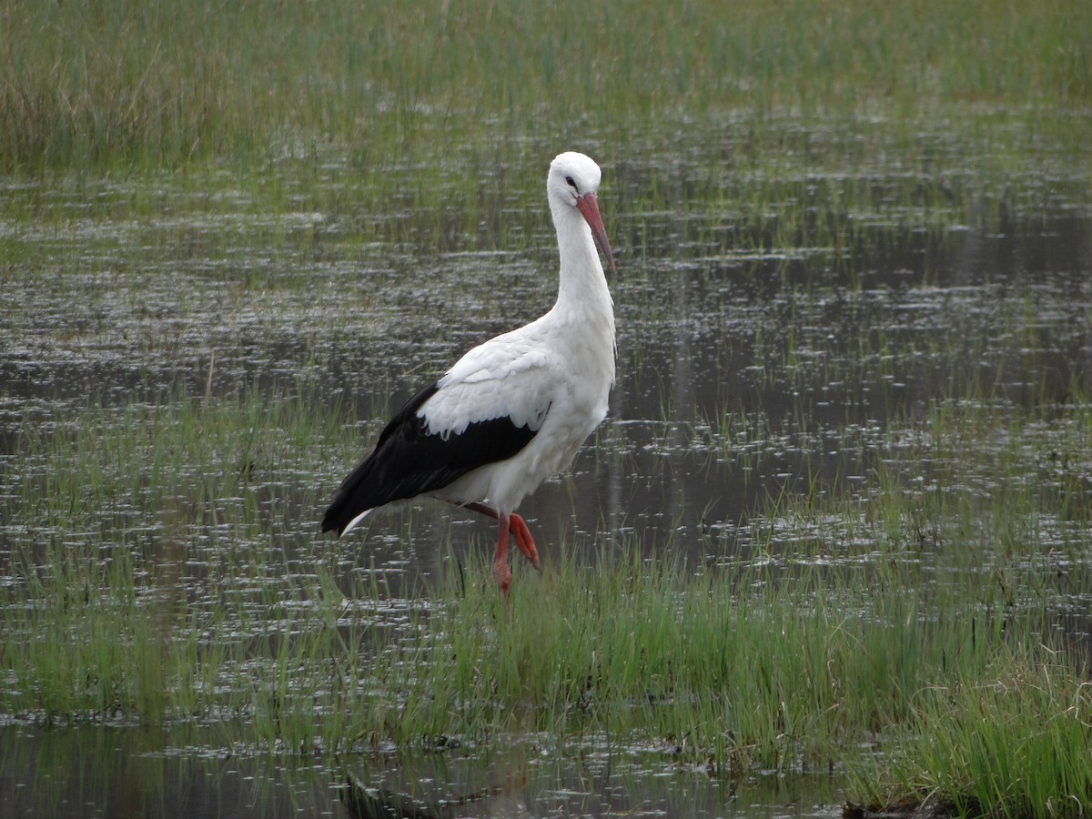 White Stork - ML491854011