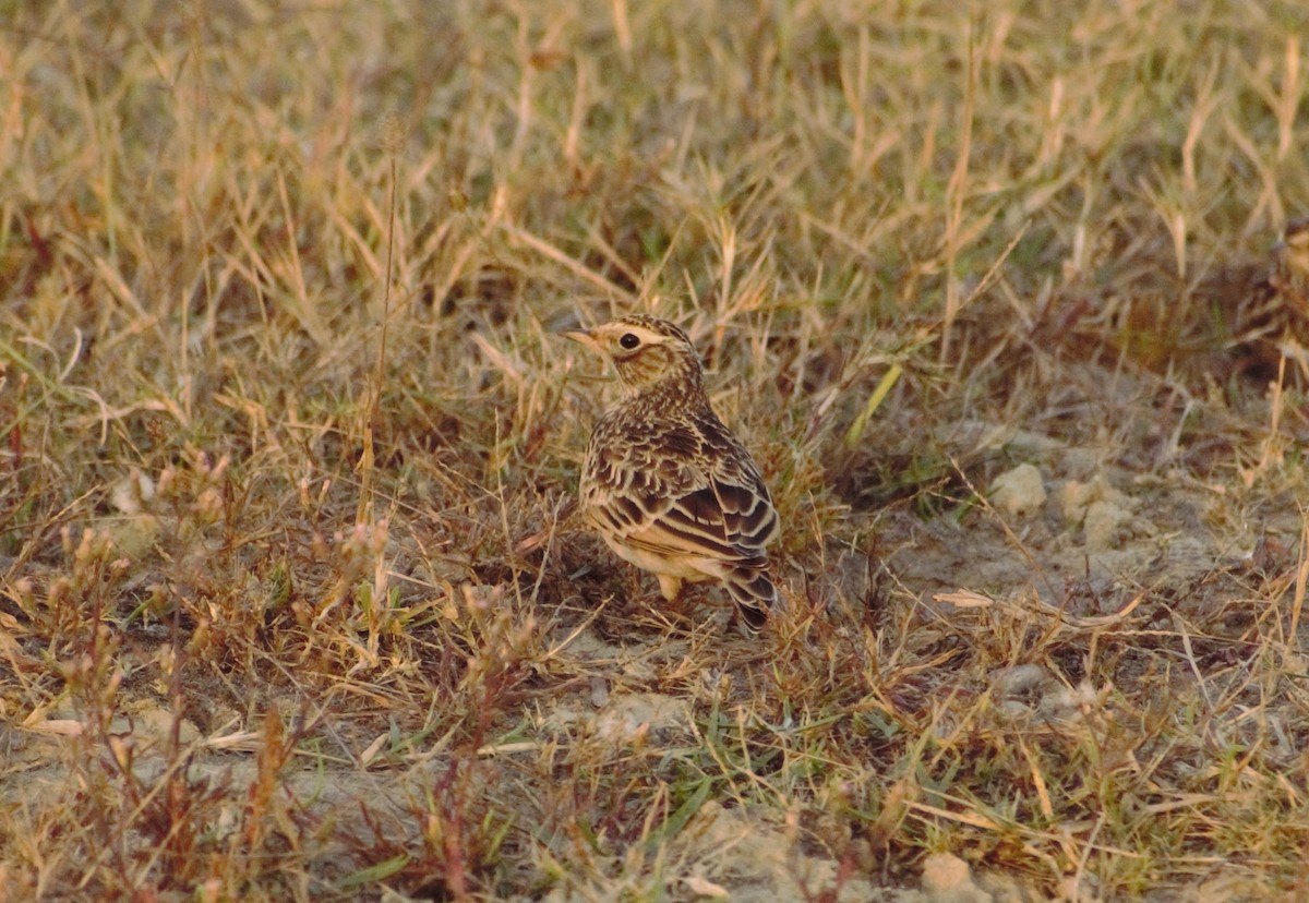 Oriental Skylark - ML491854061