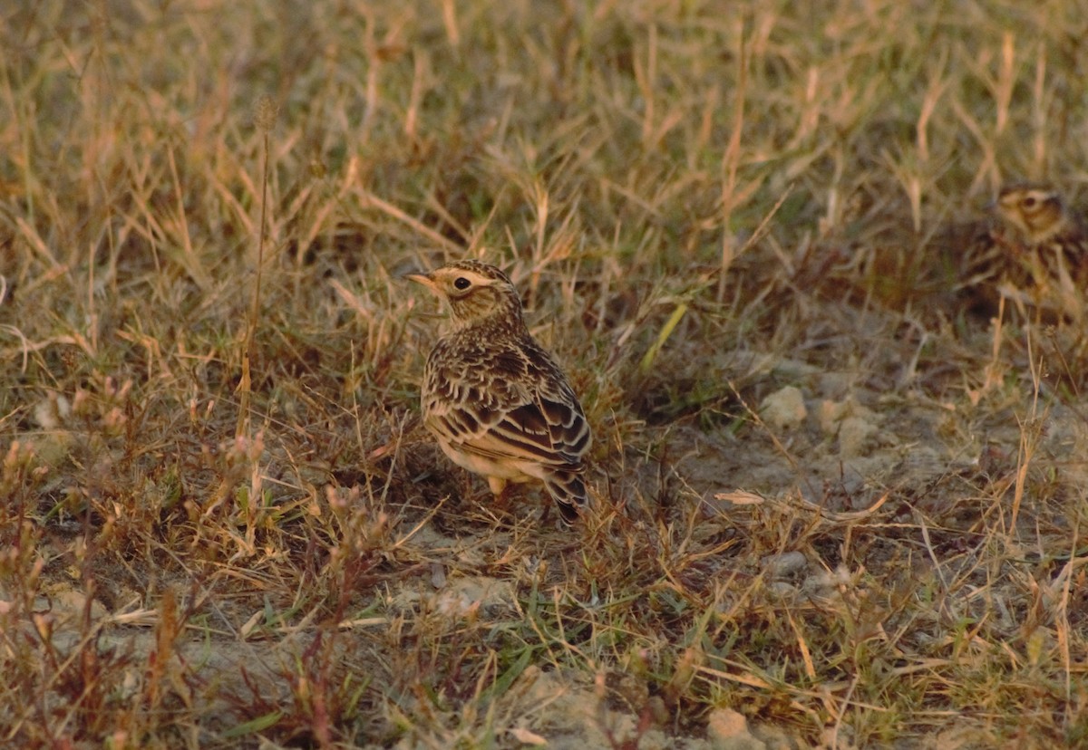 Oriental Skylark - ML491854071