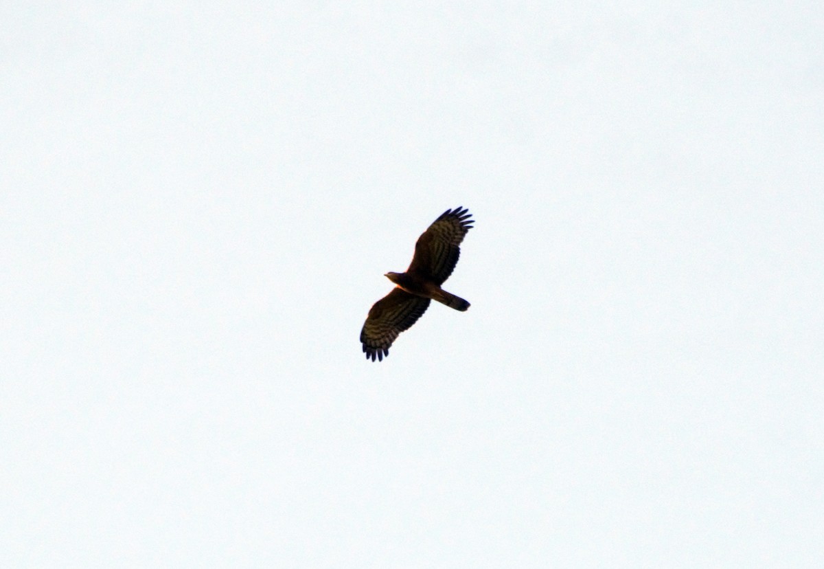 Oriental Honey-buzzard - ML491854161