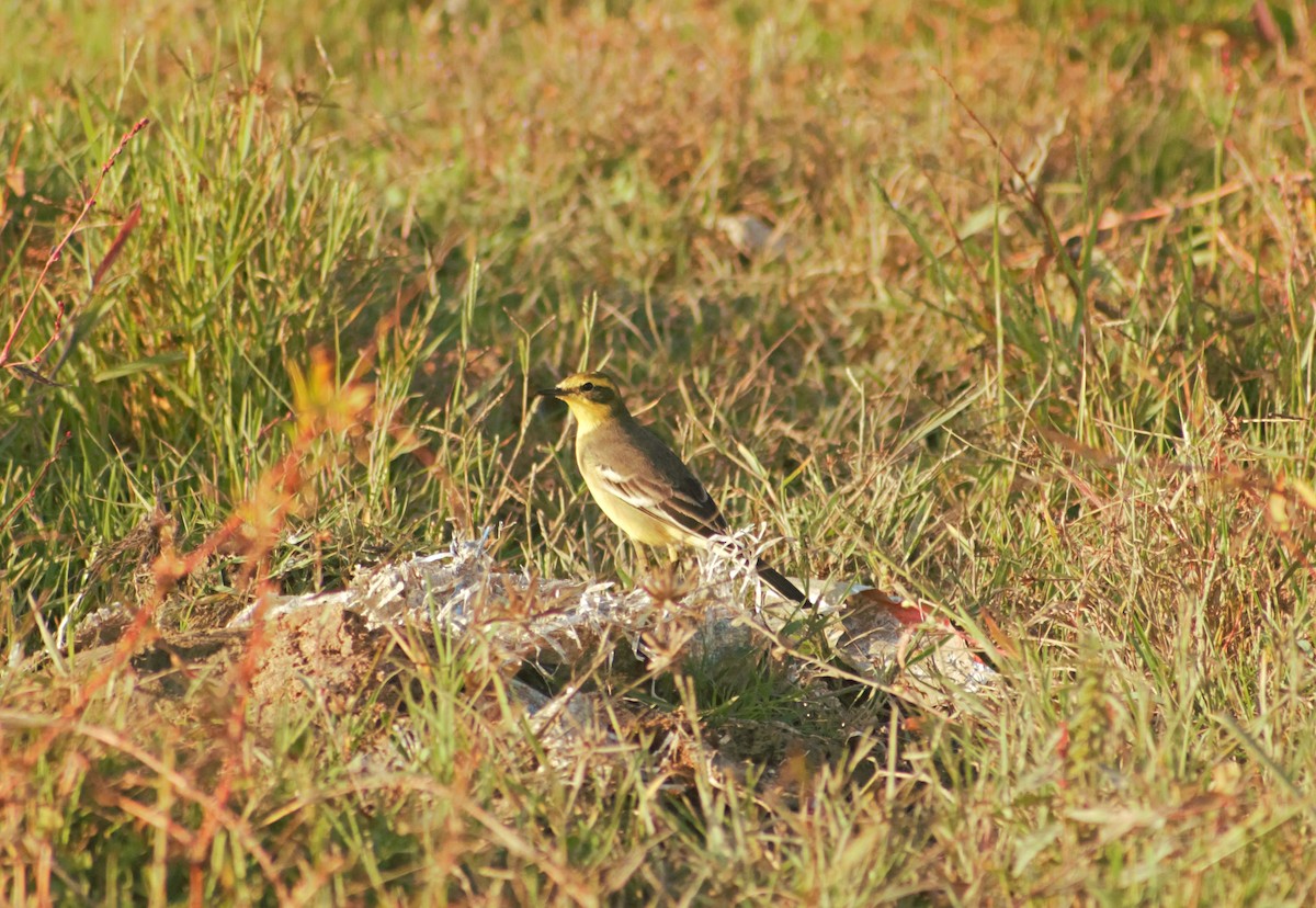 Western Yellow Wagtail - Mohammad Arif khan