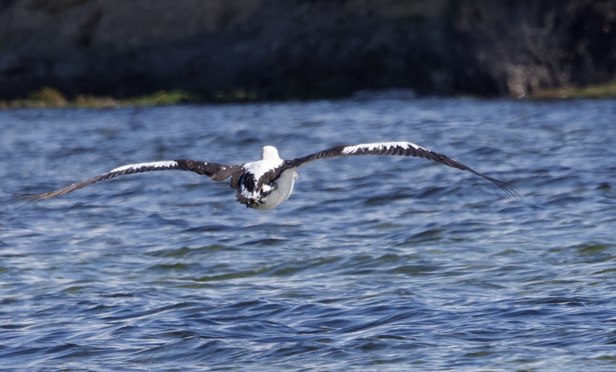 Australian Pelican - ML491854361