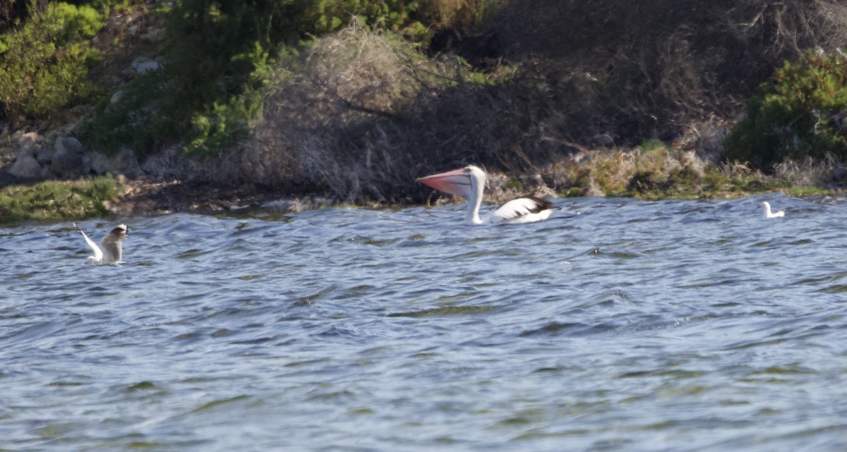 Australian Pelican - ML491854371