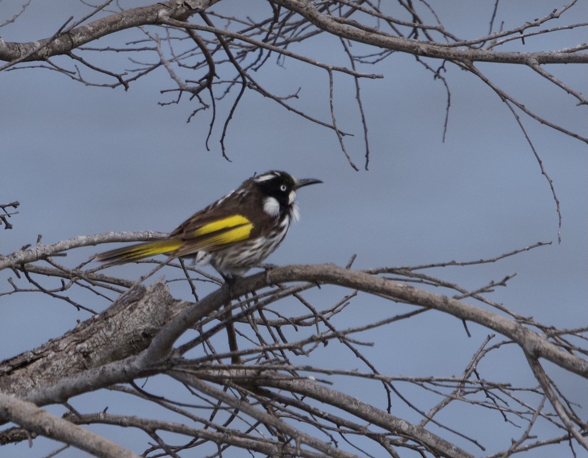 New Holland Honeyeater - ML491854681