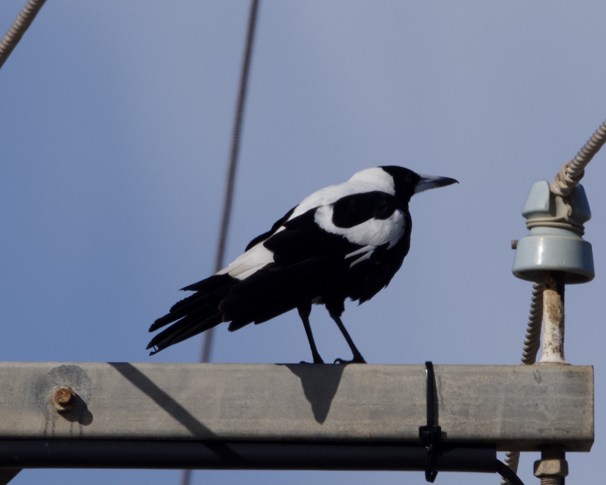 Australian Magpie (White-backed) - ML491854791