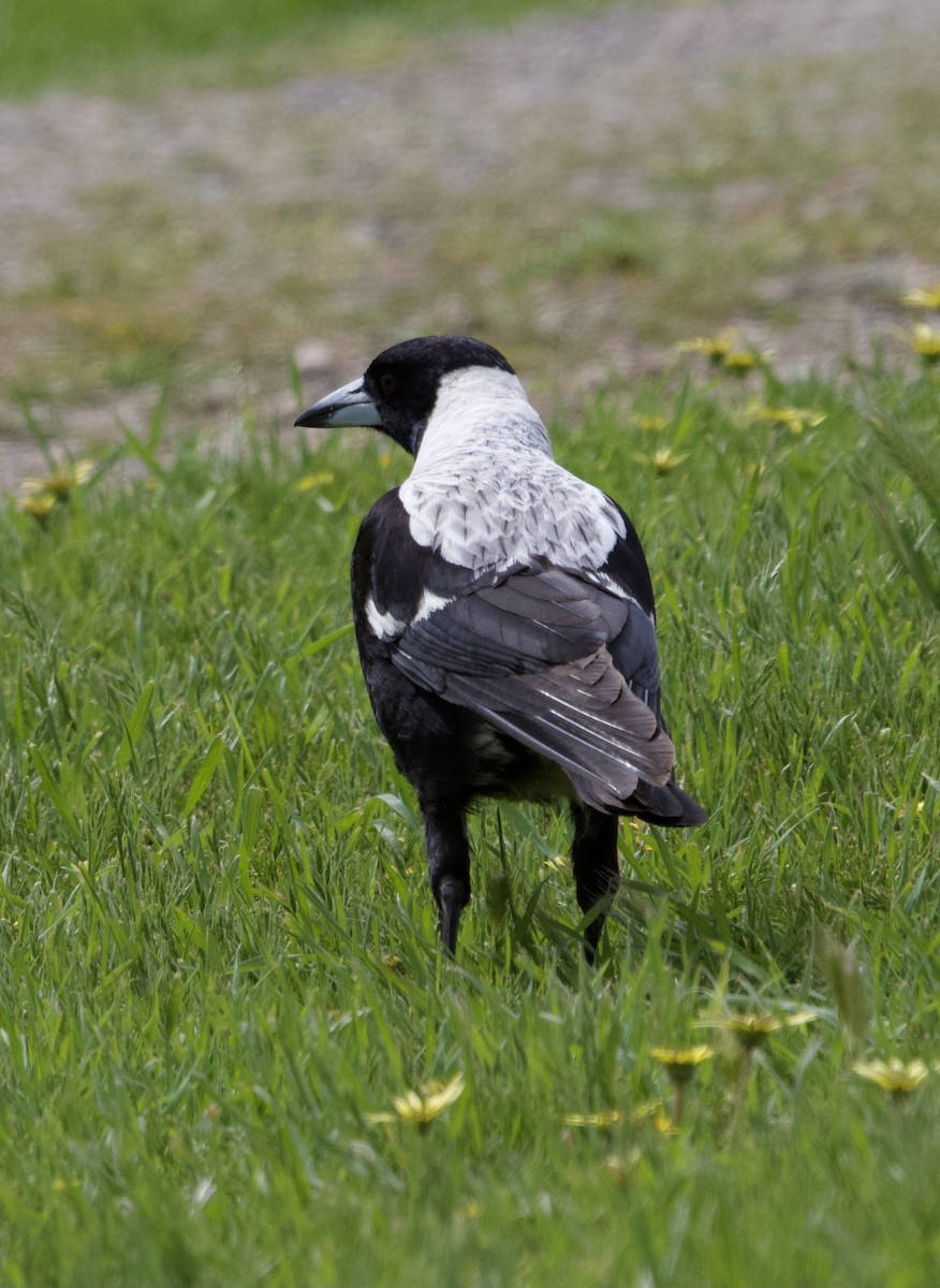 Australian Magpie (White-backed) - ML491854801