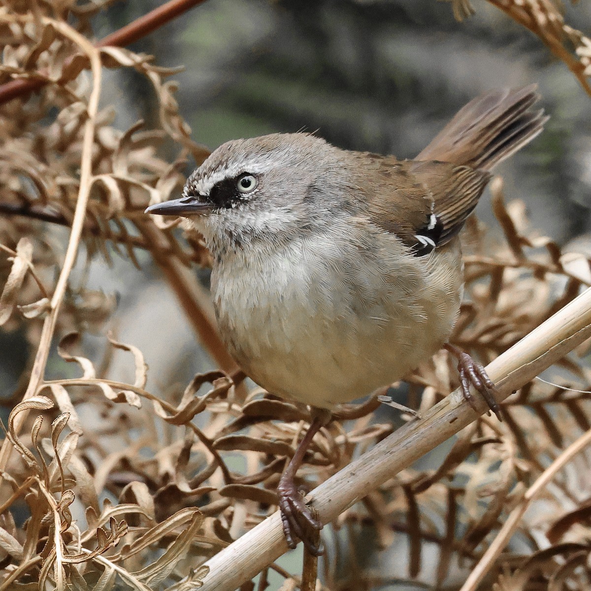 White-browed Scrubwren - ML491854811