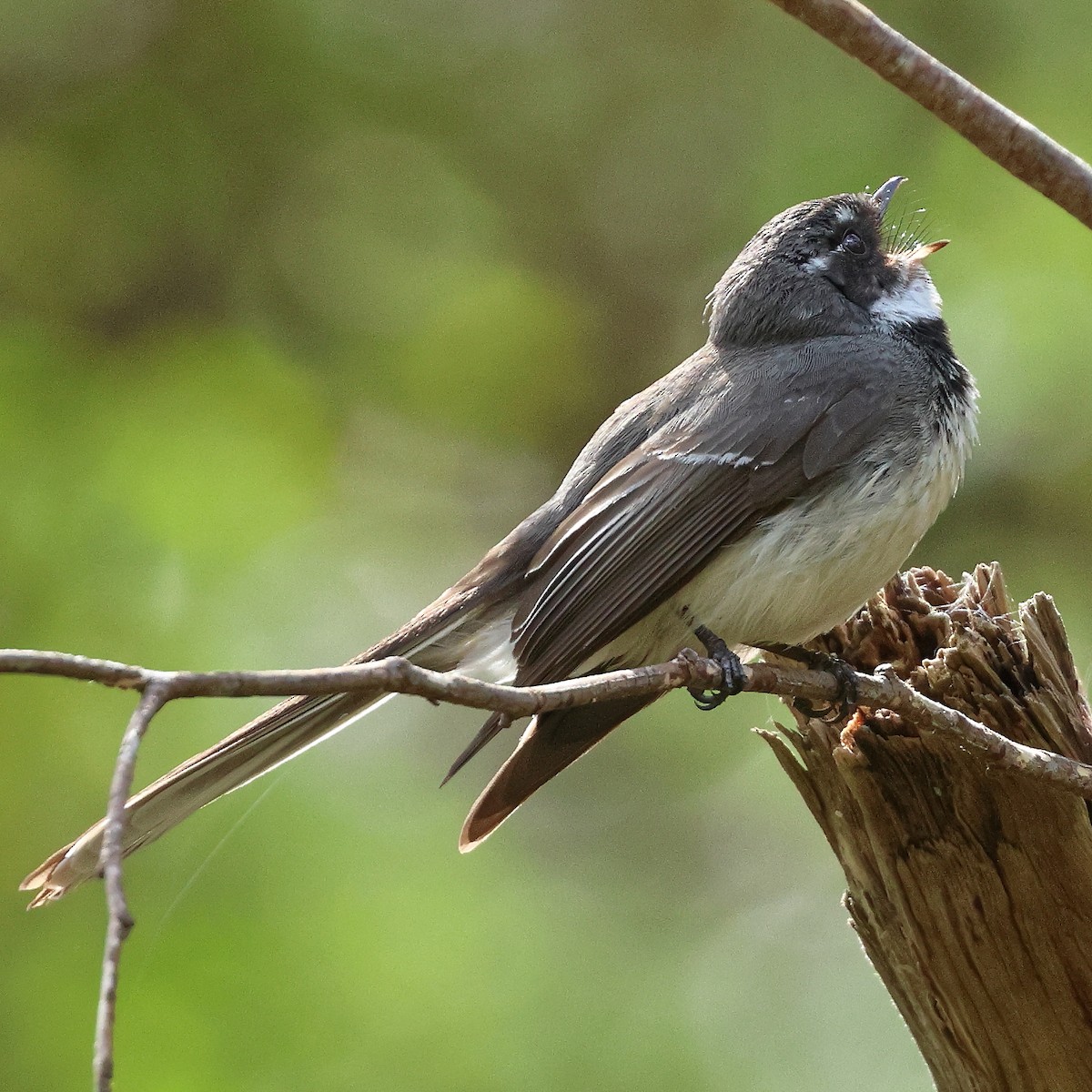 Gray Fantail - ML491854981