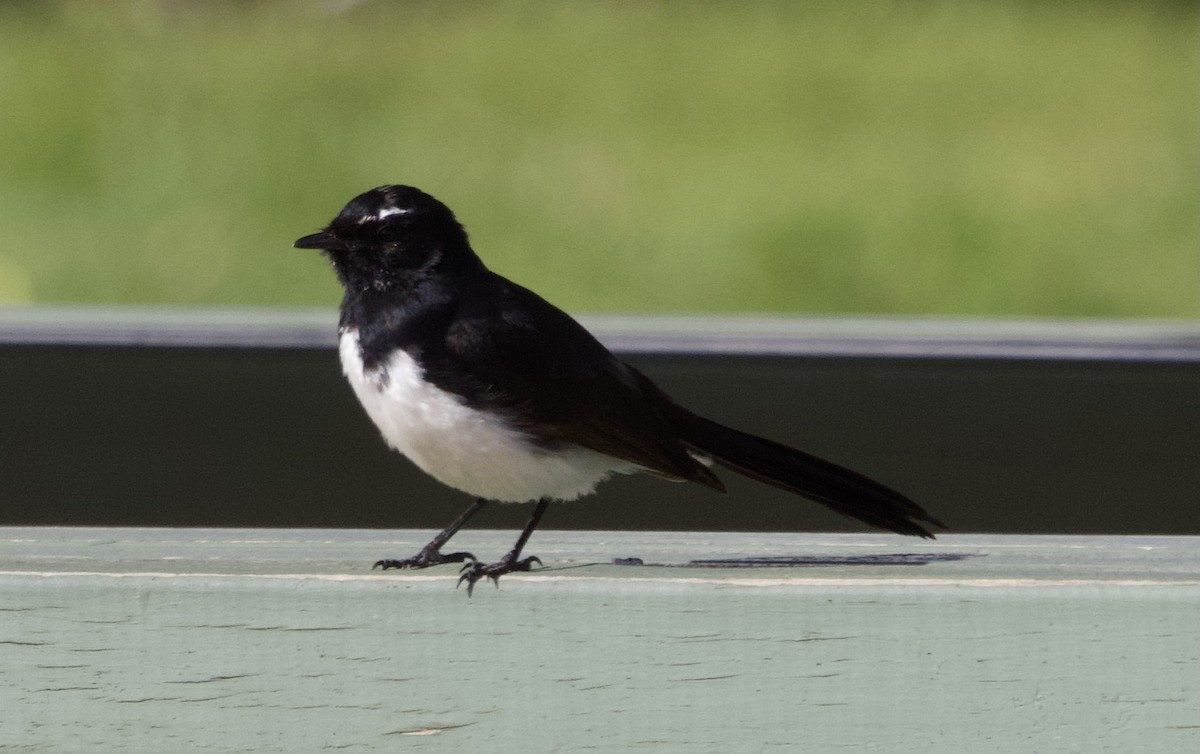 Willie-wagtail - ML491855001