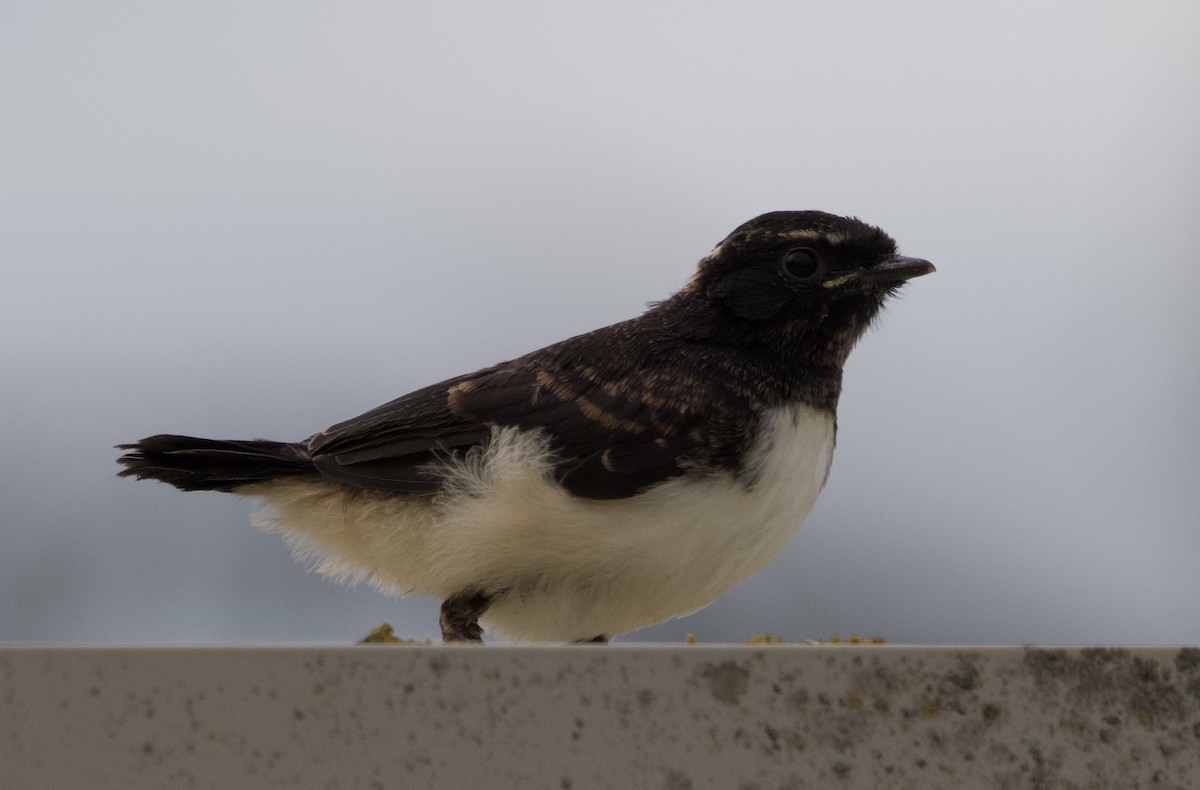 Willie-wagtail - ML491855011