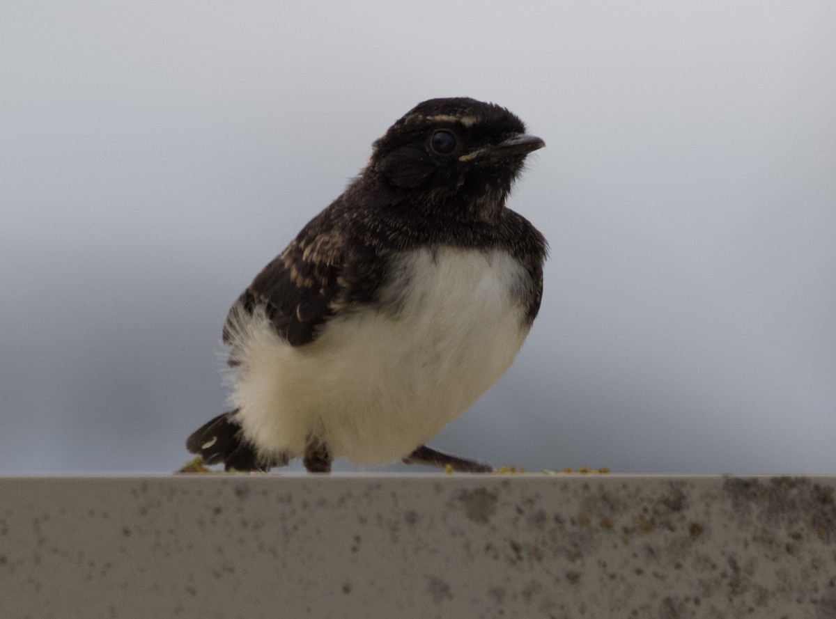 Willie-wagtail - ML491855021