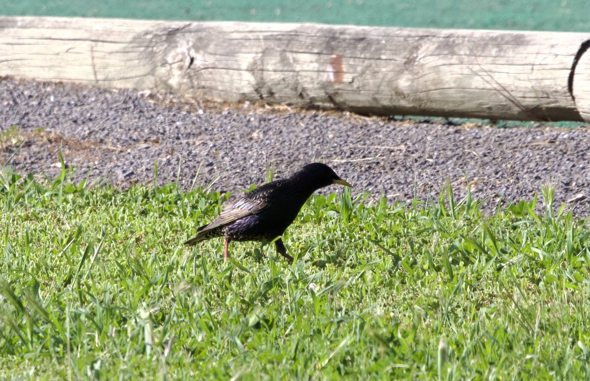 European Starling - ML491855071