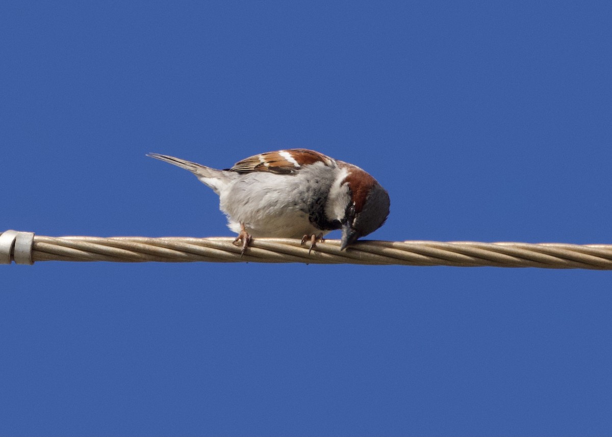 House Sparrow - ML491855111