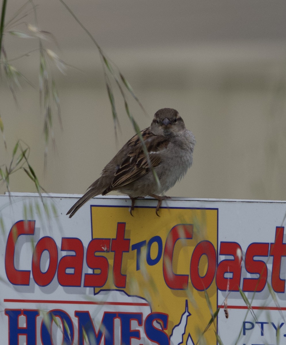 House Sparrow - ML491855121