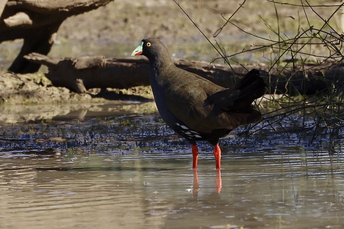 Black-tailed Nativehen - ML491856531