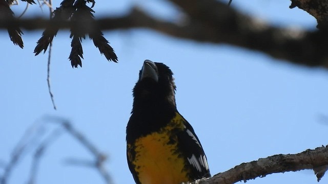 Black-backed Grosbeak - ML491856551