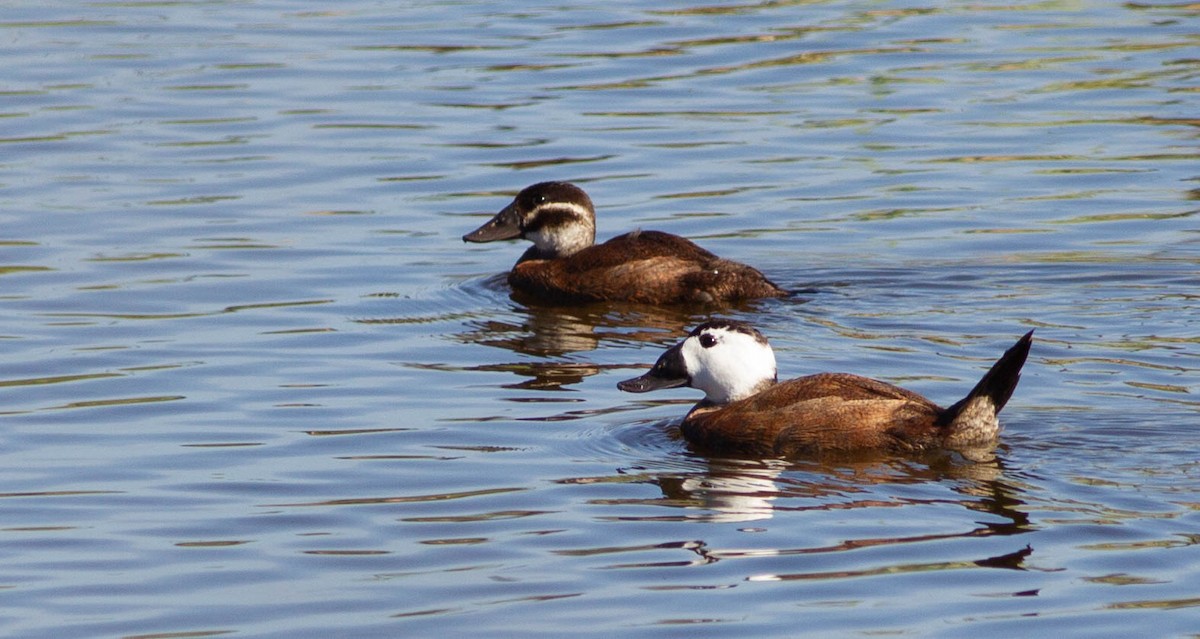 Gobbo rugginoso - ML491857061