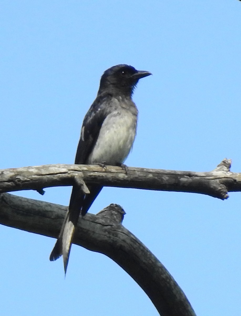 White-bellied Drongo - Anonymous