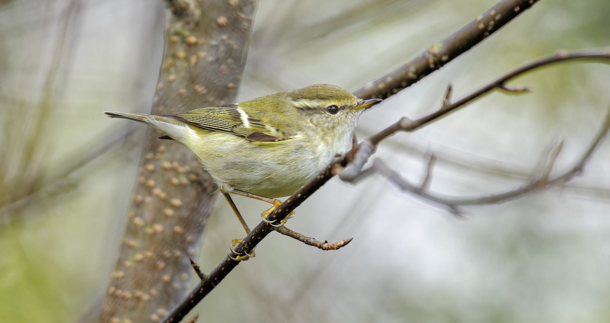 Yellow-browed Warbler - ML491858241