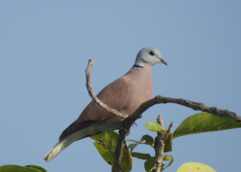 Red Collared-Dove - ML491858281