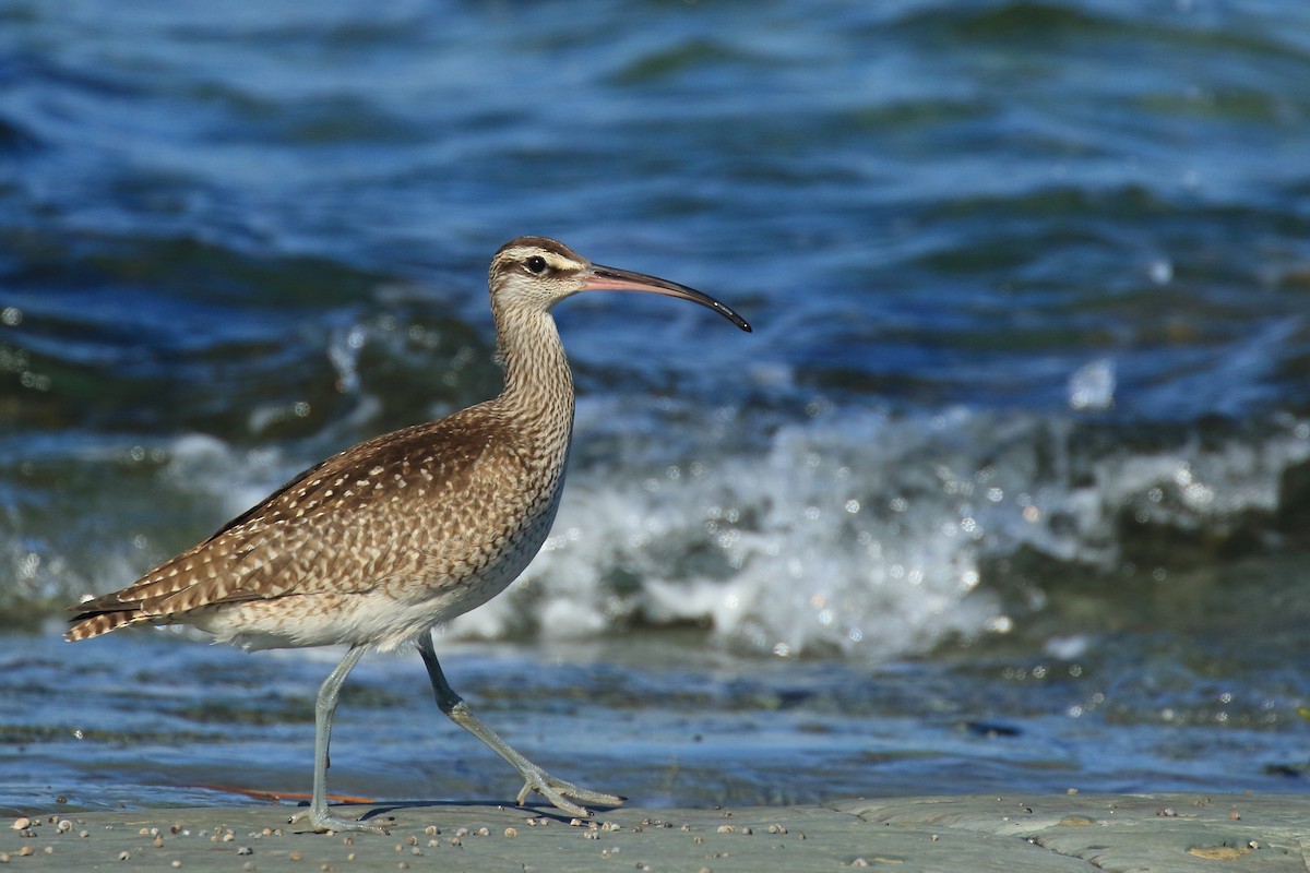 Whimbrel - ML491858591